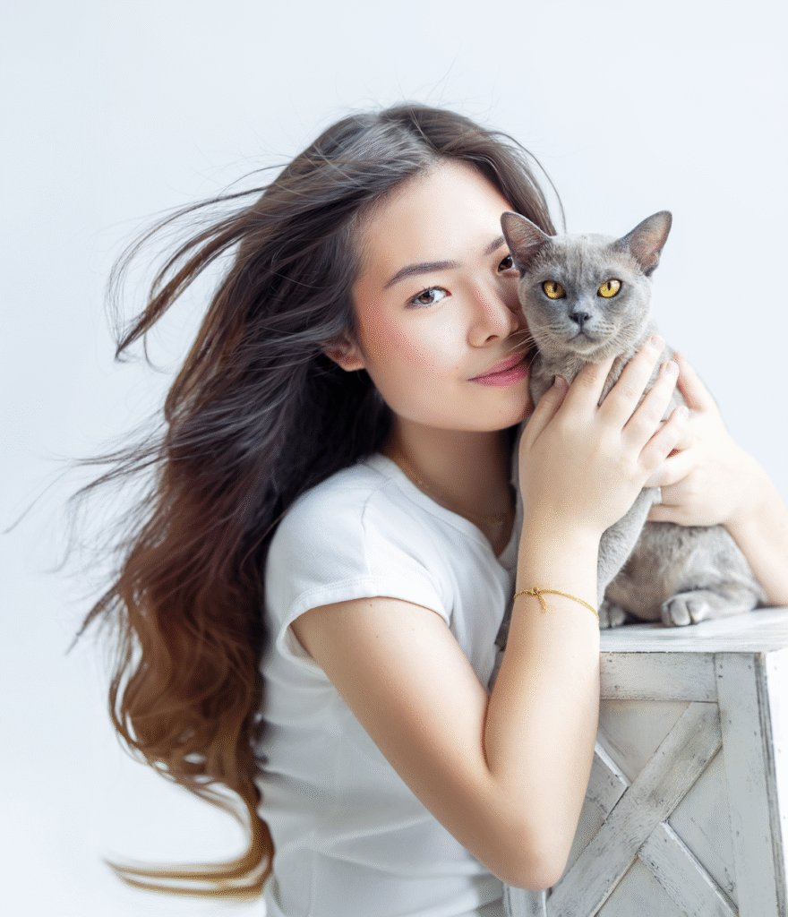 European Burmese vs American Burmese: what’s the difference?
